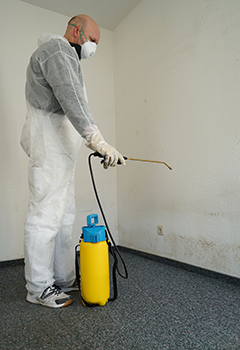 Compton Mold Removal Expertise